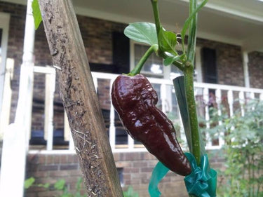 Bhut Jolokia Chocolate Ghost - Seeds - The Pepper Pantry (Formerly Marie Sharp's)